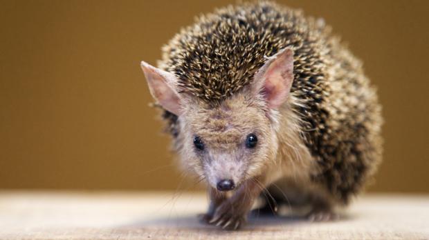 Ježek ušatý, foto: archiv Zoo Praha