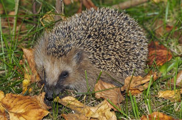 Ježek západní, foto: archiv Zoo Praha