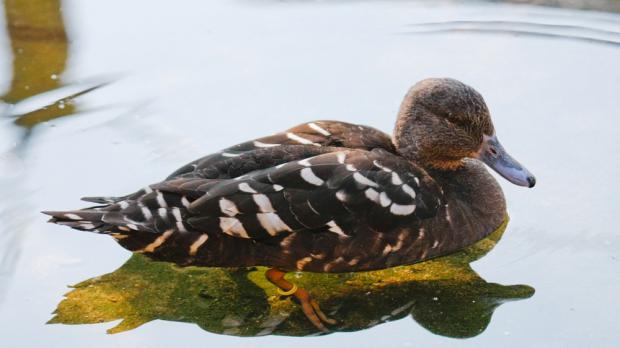 Foto: Petr Rošický, Zoo Praha