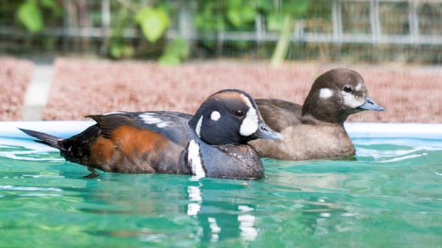 Foto: Petr Hamerník, Zoo Praha