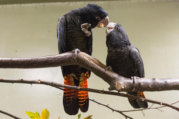 Kakadu havraní. Foto: Tereza Mrhálková, Zoo Praha