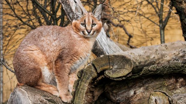  Foto: Jiří Trojánek, Zoo Praha