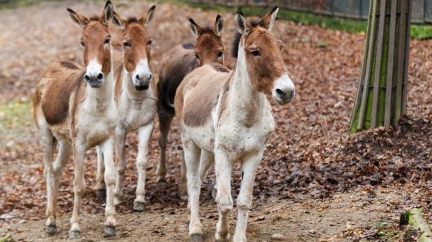 Foto: Tomáš Adamec, Zoo Praha