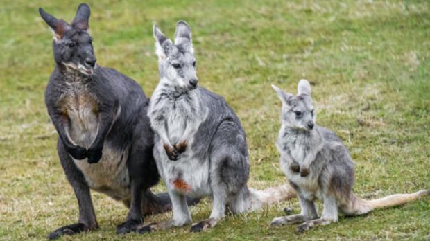 Foto: Petr Hamerník, Zoo Praha