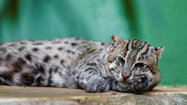 Foto: Tomáš Adamec, Zoo Praha