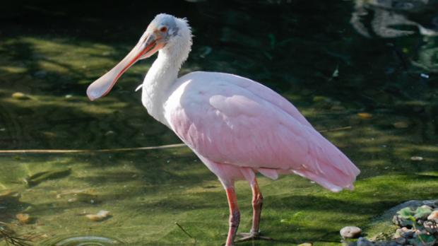 Foto: Petr Rošický, Zoo Praha