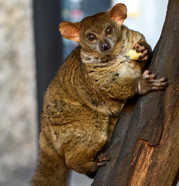 Foto: Petr Hamerník, Zoo Praha