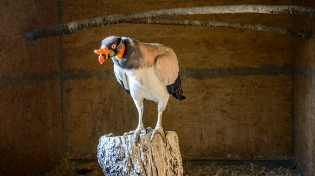 Foto: Petr Hamerník, Zoo Praha