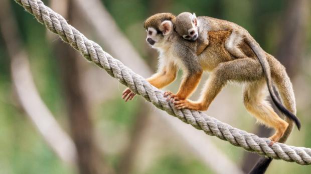 Foto: Tomáš Adamec, Zoo Praha