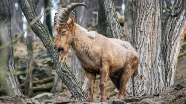 Foto: Tereza Mrhálková, Zoo Praha