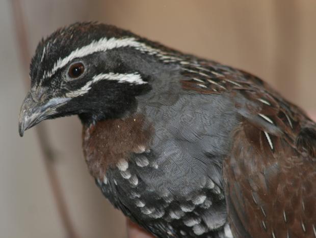 Křepelka madagaskarská, foto: archiv Zoo Praha