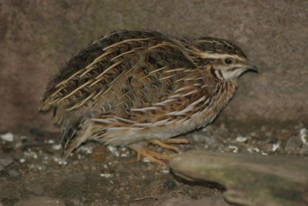 Křepelka polní, foto: archiv Zoo Praha