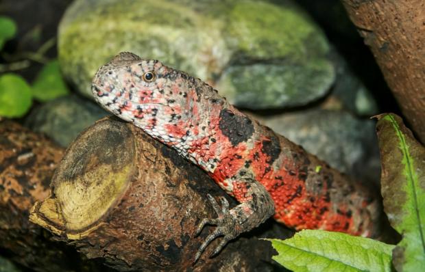 Krokodýlovec čínský, foto: archiv Zoo Praha