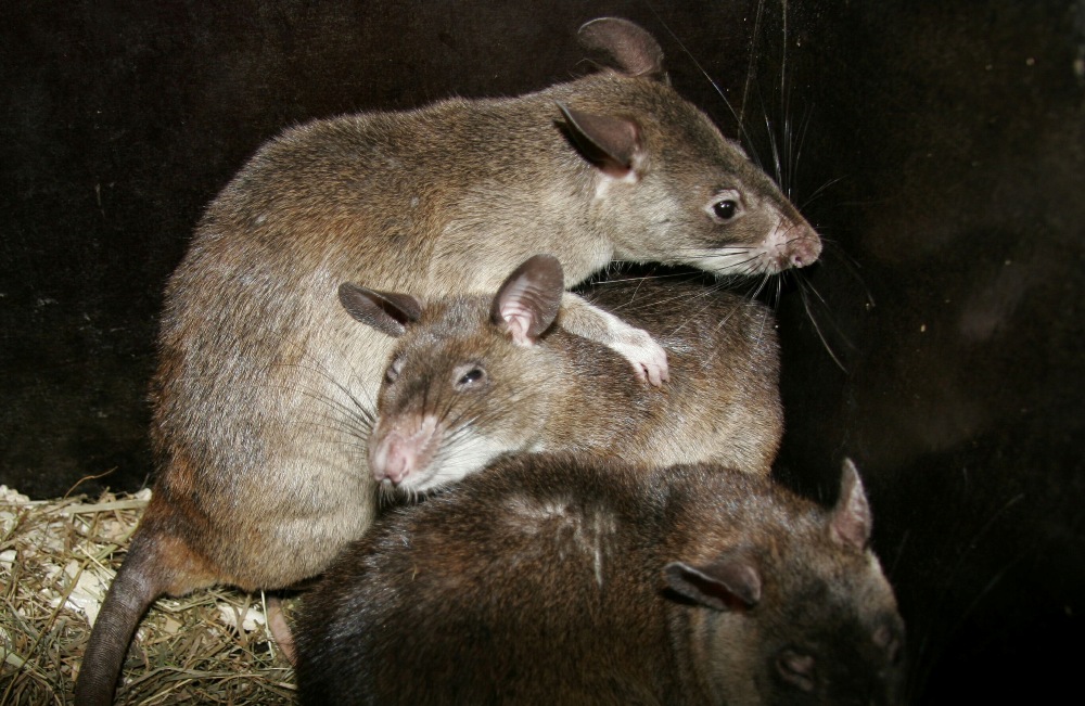 мышь и свинья. землеройковые крысы с острова сулавеси. скрещенные животные. несуществующие животные. обезьяна и коза.