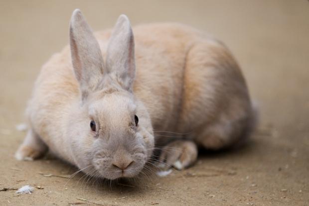 Králík domácí, foto: archiv Zoo Praha