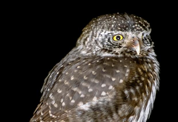 Kulíšek nejmenší, foto: archiv Zoo Praha