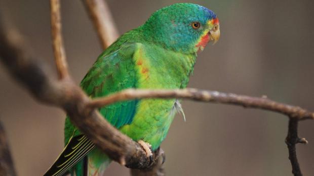 Foto: Tomáš Adamec, Zoo Praha