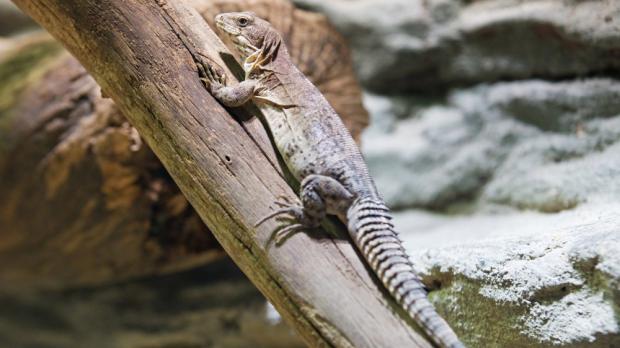 Foto: Tomáš Adamec, Zoo Praha