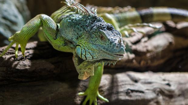 Foto: Petr Hamerník, Zoo Praha