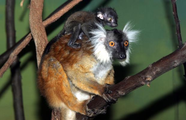 Lemur tmavý, foto: archiv Zoo Praha