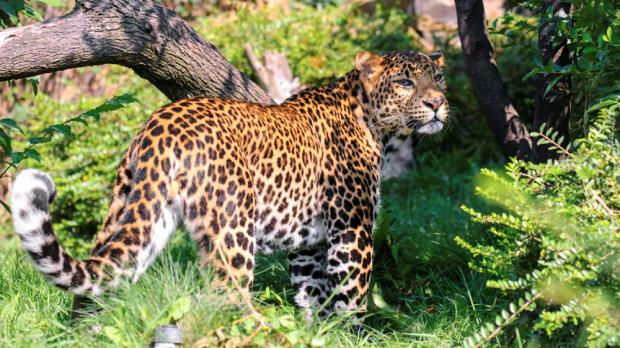 Foto: Petr Hamerník, Zoo Praha