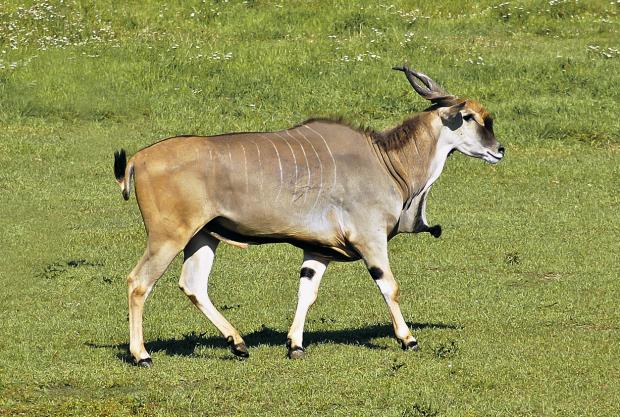 Antilopa losí. Foto: archiv Zoo Praha