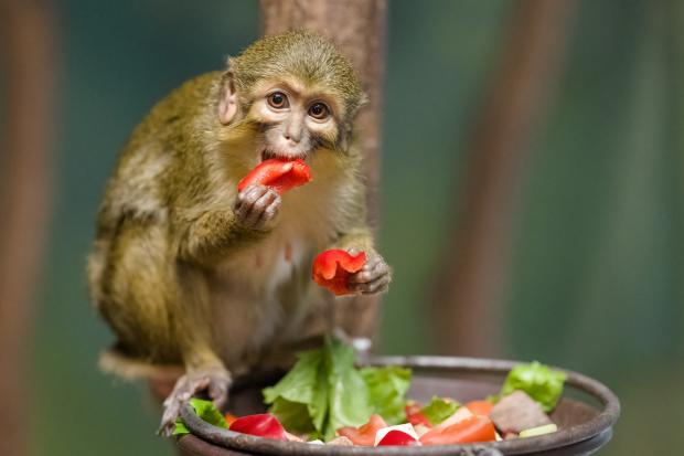 Talapoin severní. Foto: Petr Hamerník, Zoo Praha