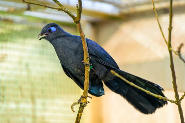 Kukalka modrá. Foto: Petr Hamerník, Zoo Praha