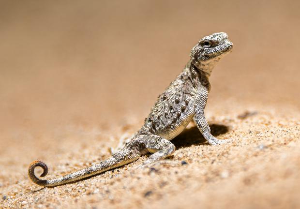 Agamka písečná v expozici Gobi. Foto: Petr Hamerník, Zoo Praha