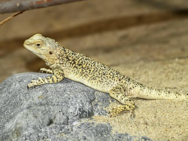 Agama turkestánská. Foto: Petr Velenský, Zoo Praha