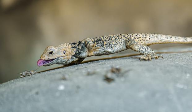 Lovící samec agamy turkestánské v pouštní expozici Kattakum. Foto: Petr Hamerník, Zoo Praha