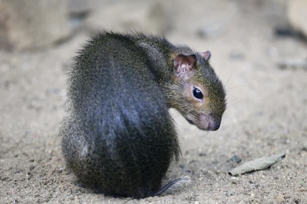 Akuči zelený. Foto: archiv Zoo Praha