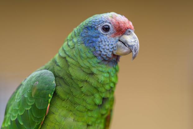 Amazoňan rudoocasý. Foto: Petr Hamerník, Zoo Praha