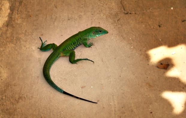Ameiva obecná. Zdroj: Wikipedie, Osvaldo Barreto