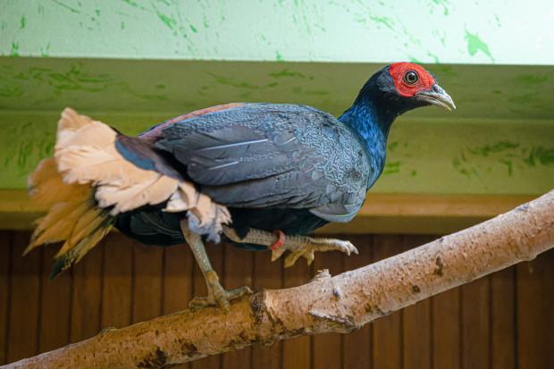 Samec bažanta červenolícího. Foto: Petr Hamerník, Zoo Praha