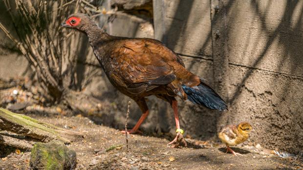 Samice bažanta Edwardsova s mláďaty. Foto: Petr Hamerník, Zoo Praha