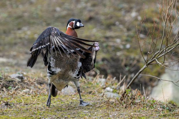 Berneška rudokrká. Foto: Petr Hamerník, Zoo Praha