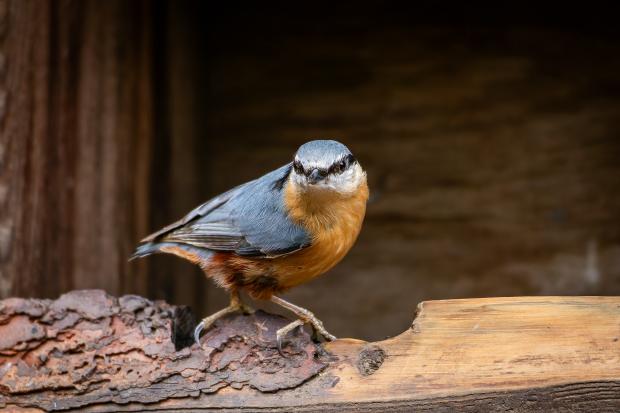 Brhlík lesní. Foto: Zuzana Böhmová, Zoo Praha