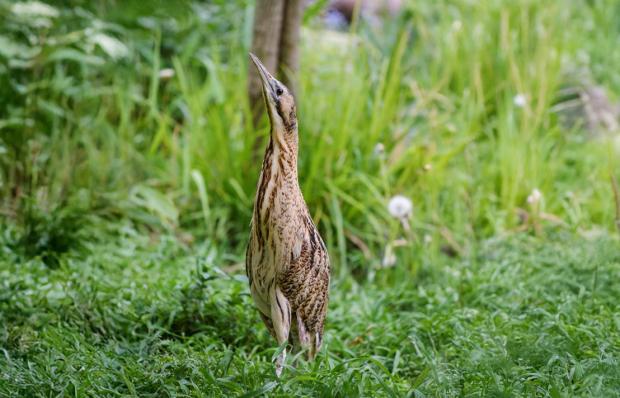 Bukač velký. Foto: Petr Velenský, Zoo Praha