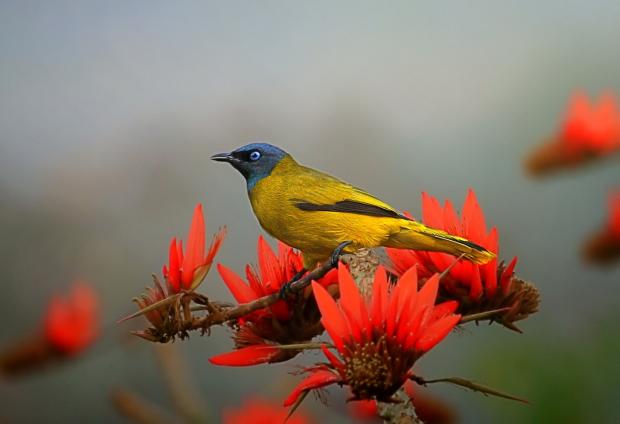 Bulbul černohlavý. Foto: Md. Imrul Kayes, iNaturlist CC BY-NC 4.0