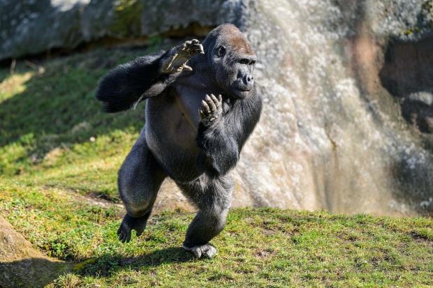Samec gorily nížinné Nuru v Centru Méfou. Foto: Petr Hamerník, Zoo Praha