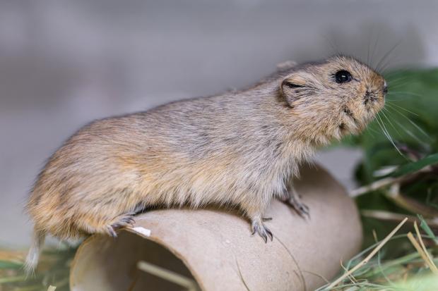 Hraboš syslí. Foto: Petr Hamerník, Zoo Praha
