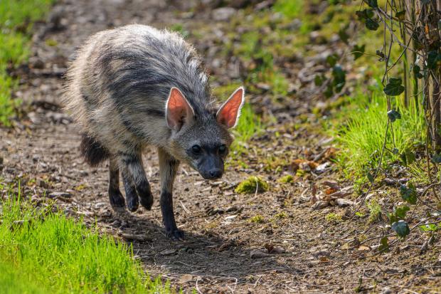 Hyenka hřivnatá. Foto: Petr Hamerník, Zoo Praha
