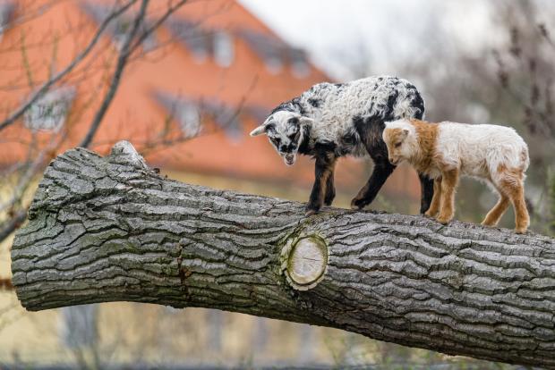 Jehňata ovce domácí. Foto: Petr Hamerník, Zoo Praha