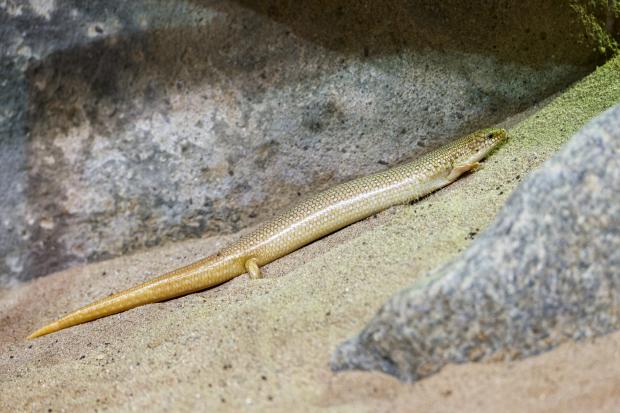 Scink válcovitý v expozici Kattakum. Foto: Petr Velenský, Zoo Praha
