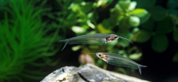 Sumeček průsvitný. Foto: slowmotiongli/shutterstock