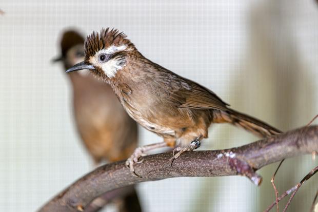Sojkovec bělobrvý se do pražské zoo dostal z ilegální zásilky ptáků, kterou na Slovensku zabavili celníci. Foto: Petr Hamerník, Zoo Praha 