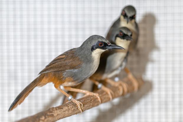 Sojkovec rezavořitý se do pražské zoo dostal z ilegální zásilky ptáků, kterou na Slovensku zabavili celníci. Foto: Petr Hamerník, Zoo Praha