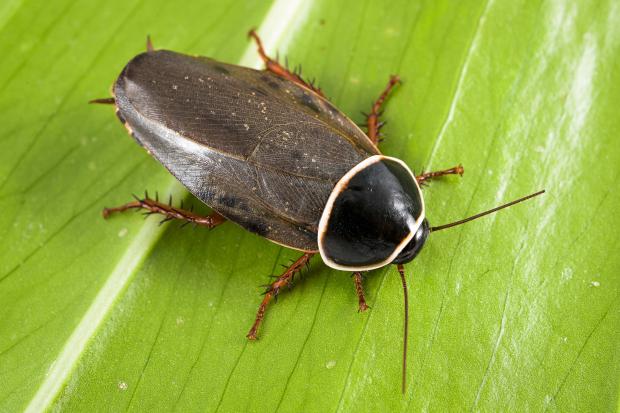 Šváb simandojský. Foto: Petr Hamerník