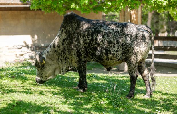 Býk zebu v Dětské zoo. Foto: Zuzana Böhmová, Zoo Praha